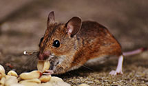 24 Hour & Emergency Exterminators in Morehead City, NC